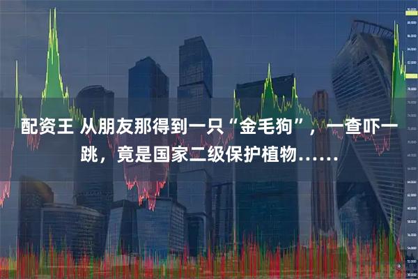 配资王 从朋友那得到一只“金毛狗”，一查吓一跳，竟是国家二级保护植物……